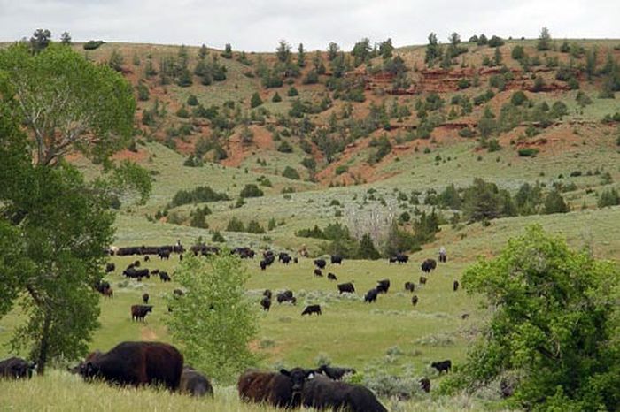 Dryhead Ranch Cattle Drives