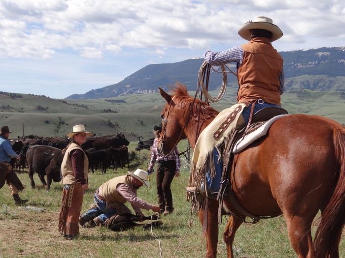 Dryhead Ranch Cattle Drives