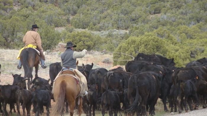 Dryhead Ranch Cattle Drives