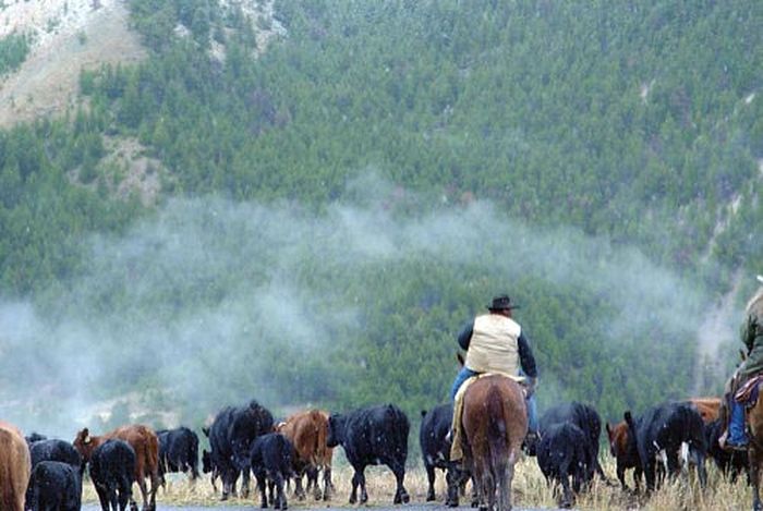 Dryhead Ranch Cattle Drives