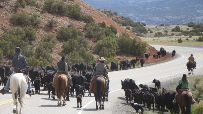 Dryhead Ranch Cattle Drives