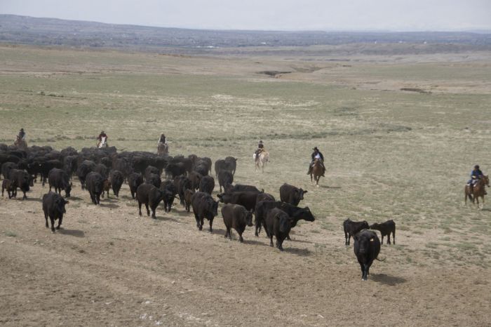 Dryhead Ranch Cattle Drives