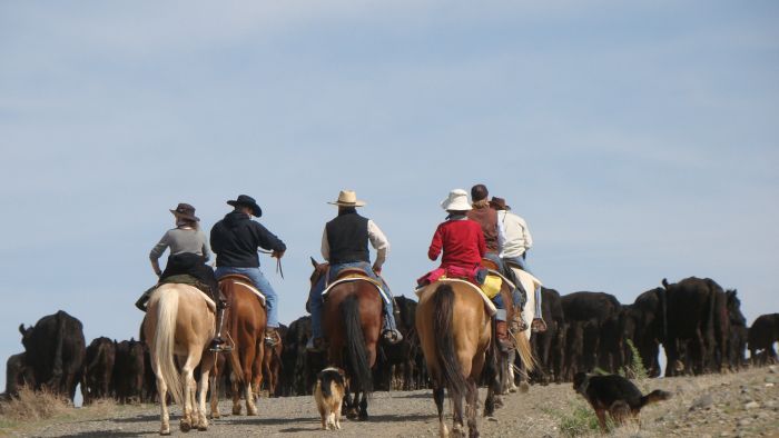 Dryhead Ranch Cattle Drives