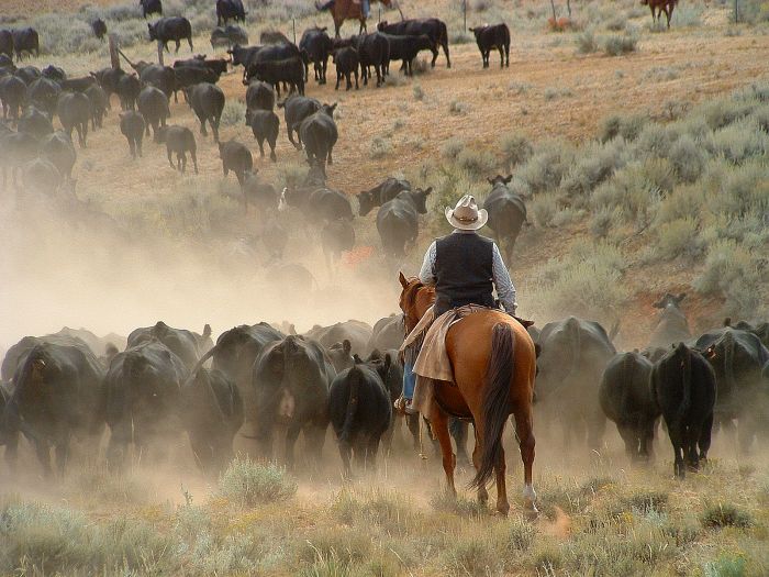 Dryhead Ranch Cattle Drives