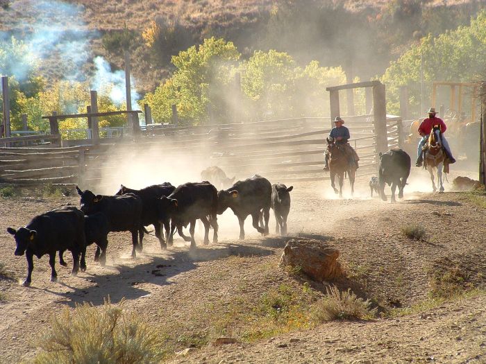 Dryhead Ranch Cattle Drives