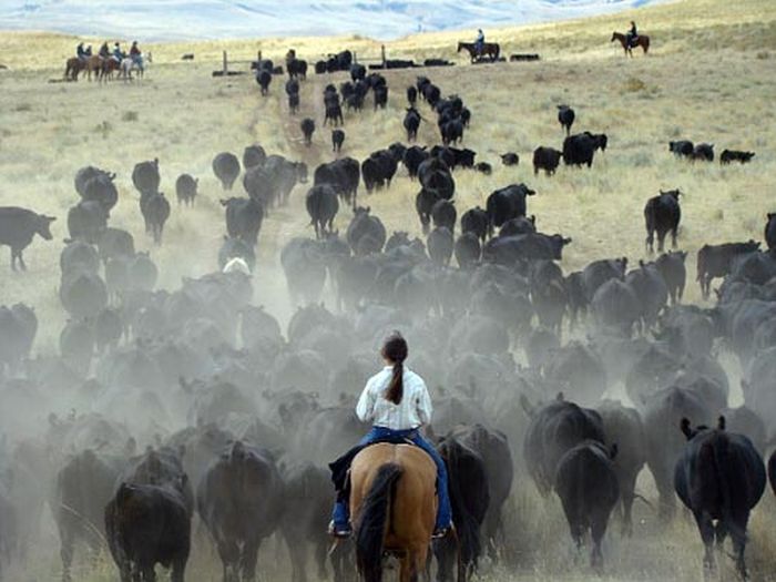 Dryhead Ranch Cattle Drives