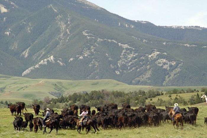 Dryhead Ranch Cattle Drives