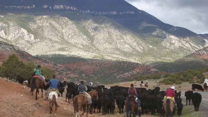 Dryhead Ranch Cattle Drives