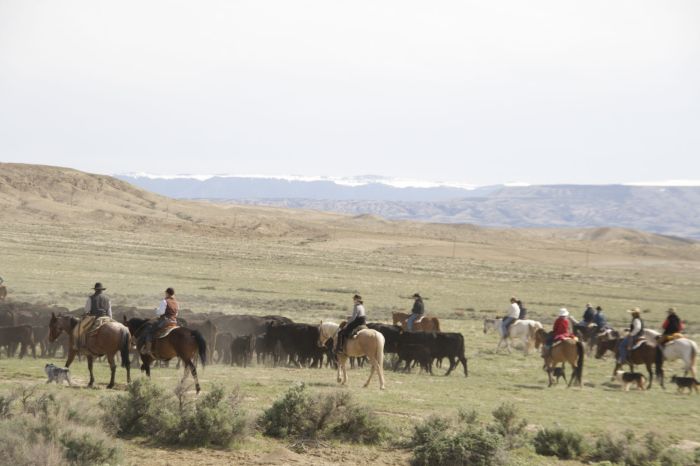 Dryhead Ranch Cattle Drives