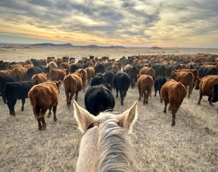 Two Creek Cattle Ranch