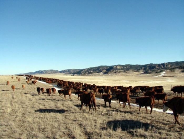 Two Creek Cattle Ranch