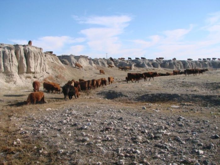 Two Creek Cattle Ranch