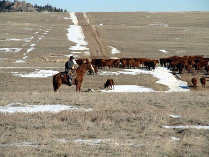 Two Creek Cattle Ranch