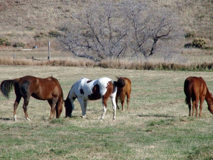 Two Creek Cattle Ranch