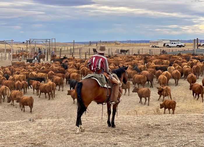 Two Creek Cattle Ranch