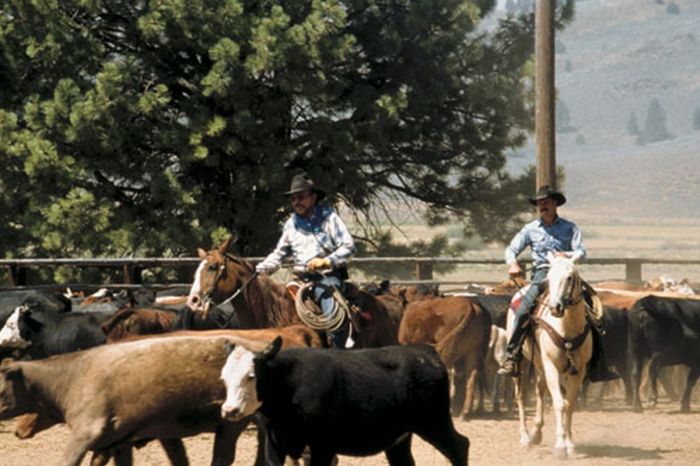 Two Creek Cattle Ranch