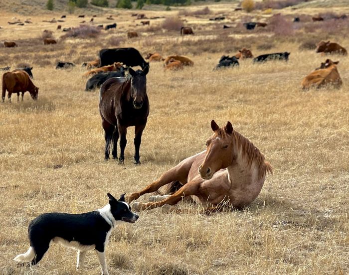 Two Creek Cattle Ranch