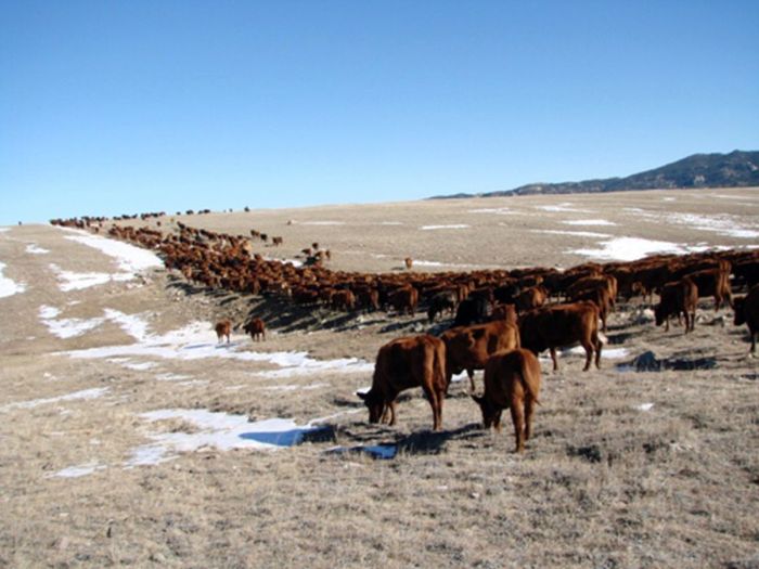 Two Creek Cattle Ranch