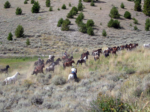 Medicine Lodge Horse Drive