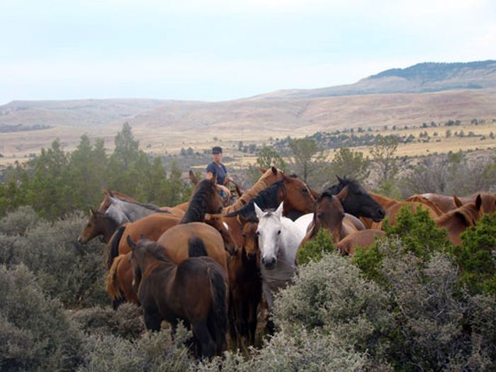 Dryhead Ranch Horse Drives