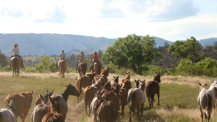 Dryhead Ranch Horse Drives