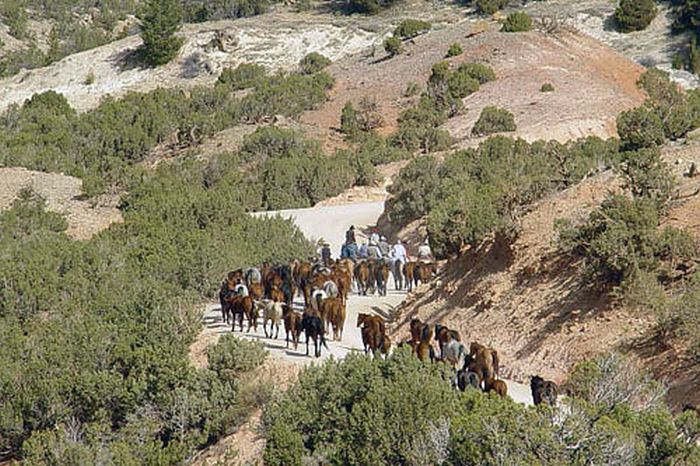 Dryhead Ranch Horse Drives