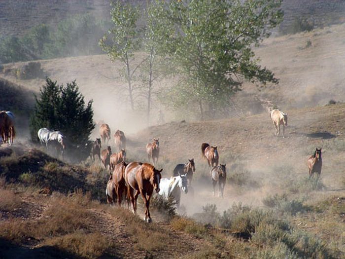 Dryhead Ranch Horse Drives