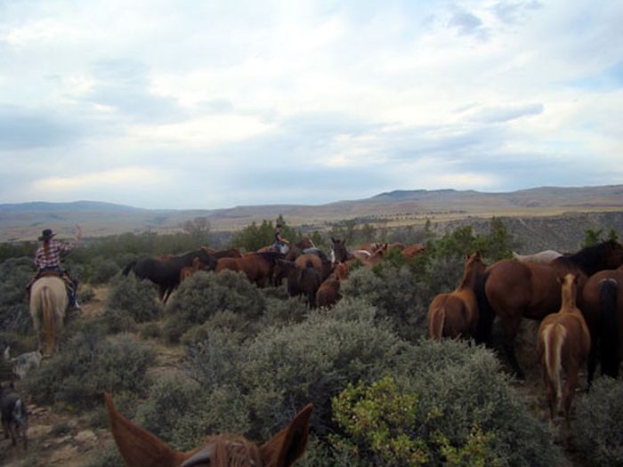 Dryhead Ranch Horse Drives