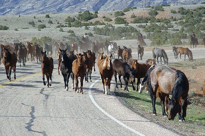 Dryhead Ranch Horse Drives