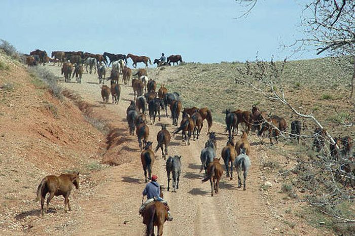 Dryhead Ranch Horse Drives