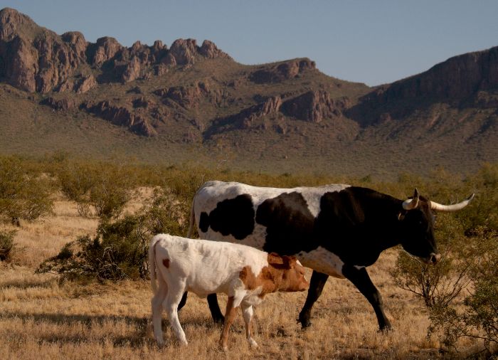 White Stallion Ranch