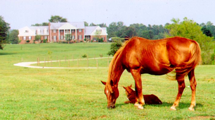 Heartland of Georgia Ranch