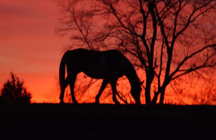 Heartland of Georgia Ranch