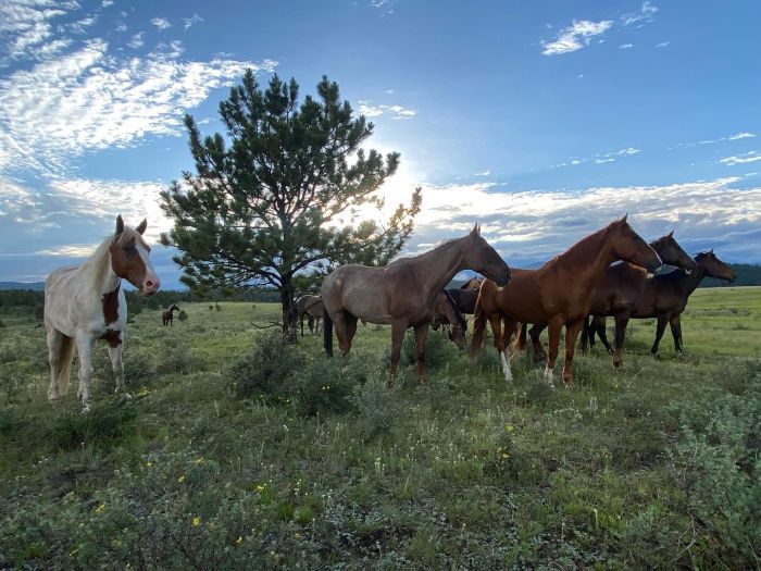Little Belt Mountain Ranch