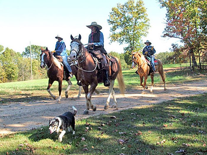 Missouri Foxtrotter-Ritt