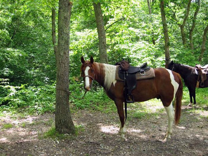 Missouri Foxtrotter-Ritt