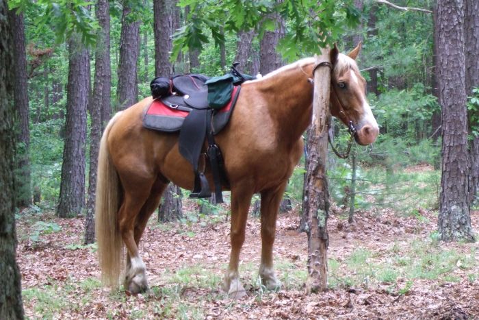 Missouri Foxtrotter-Ritt