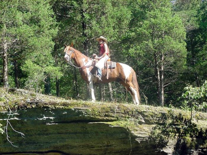 Missouri Foxtrotter-Ritt