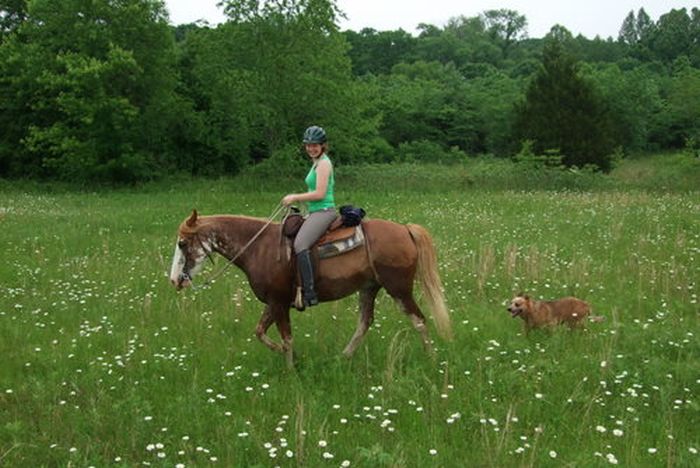 Missouri Foxtrotter-Ritt