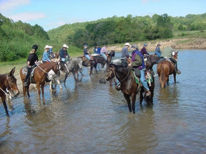 Missouri Foxtrotter-Ritt