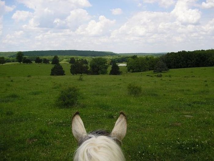 Missouri Foxtrotter-Ritt