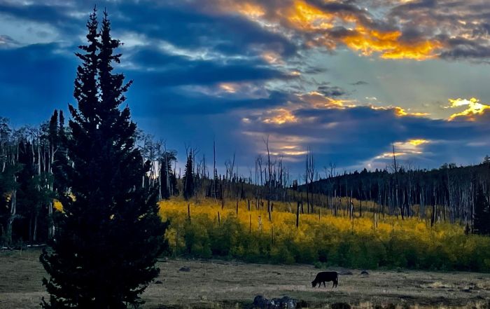 Utah Backcountry Lodge und Dixi Forest Ritt