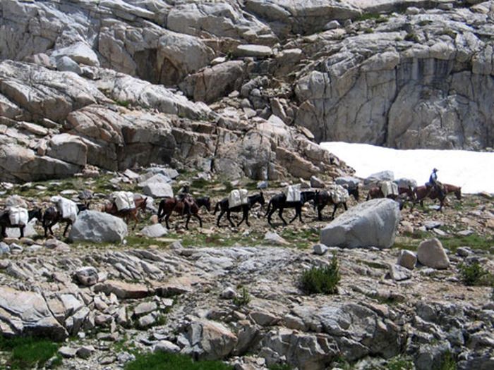 High Sierras Packpferde-Touren