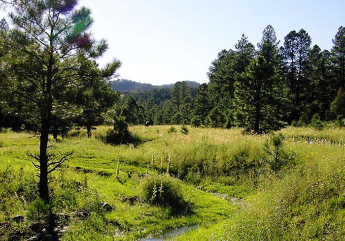 Chiricahua Apache Ride in der Gila-Wildnis