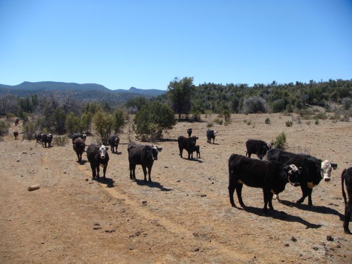 Cattle Ranch in Pleasant Valley