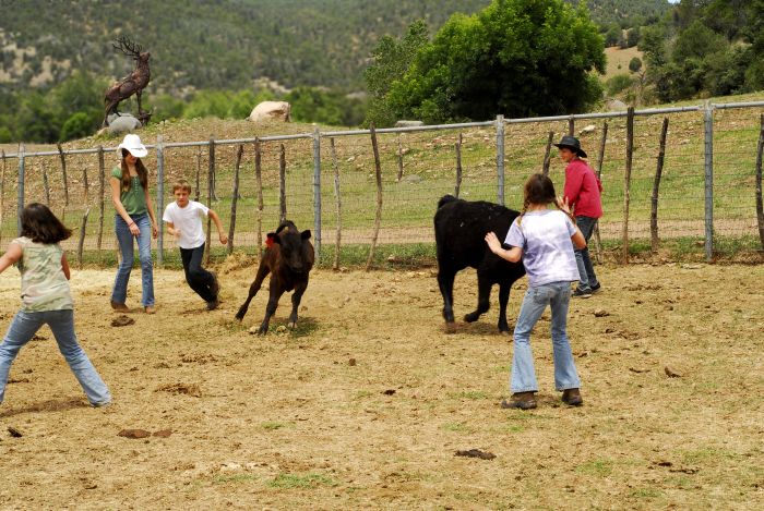 Cattle Ranch in Pleasant Valley