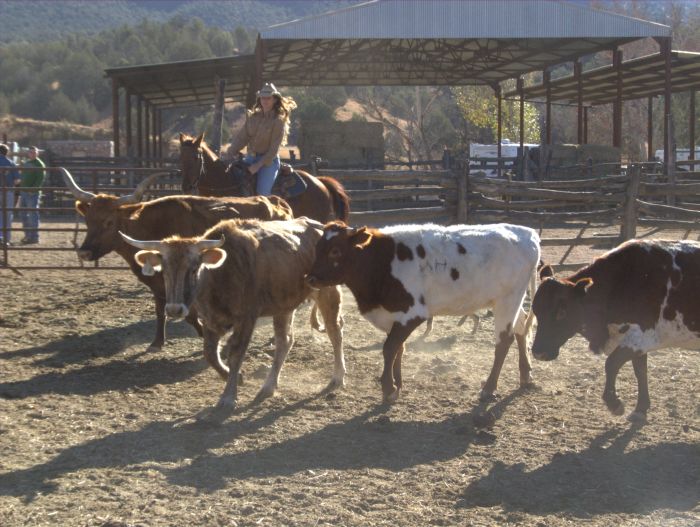 Cattle Ranch in Pleasant Valley