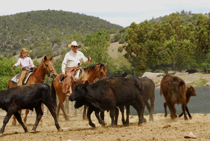 Cattle Ranch in Pleasant Valley