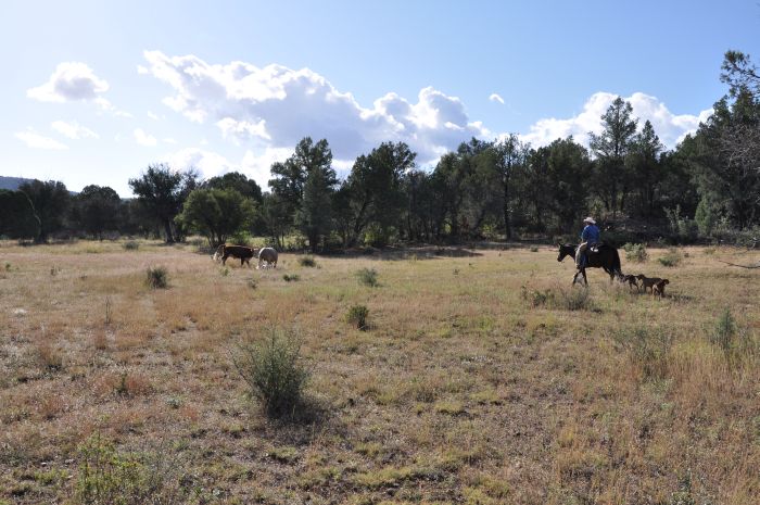 Cattle Ranch in Pleasant Valley