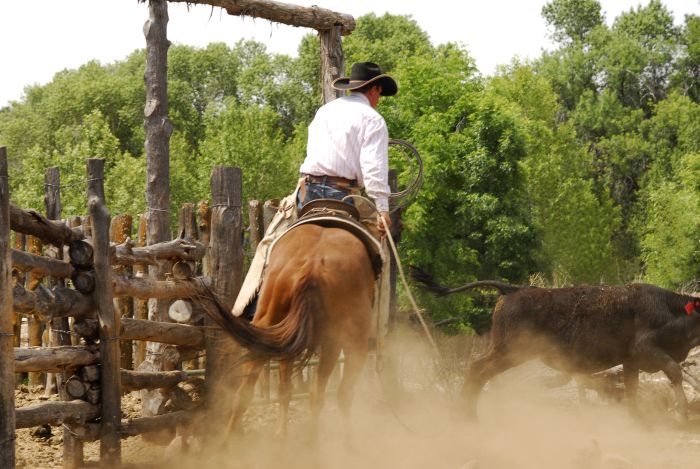 Cattle Ranch in Pleasant Valley